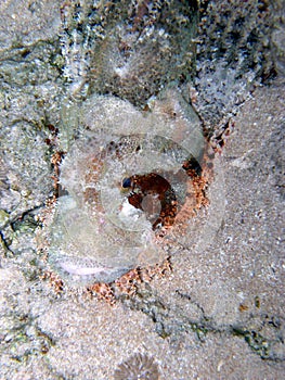 Camouflaged Scorpionfish Red Sea