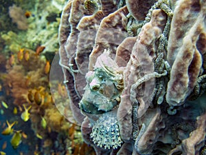 Camouflaged Scorpionfish on Reef - Moalboal, Philippines