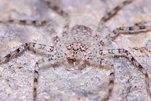 Camouflaged spider