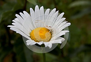 Camouflaged spider on daisy
