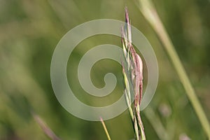 Camouflaged Spider on a grass Tip waiting for Prey