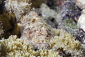 Camouflaged Stonefish