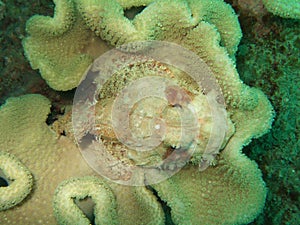 Camouflaged stonefish