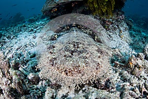 Camouflaged Tasseled Wobbegong on Seafloor in Raja Ampat