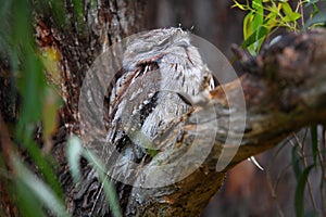 Tawny Frogmouth bird camouflaged in tree fork, Australian wildlife photo