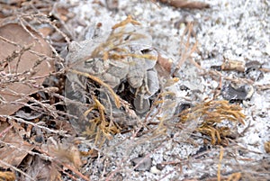 Camouflaged Toad