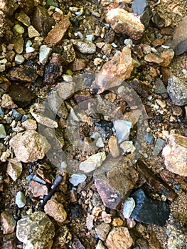 Camouflaged toad hides among colorful stones along a woodland stream