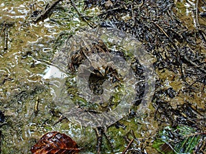 Camouflaged toad on watery ground photo