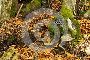 Camouflaged trail camera hidden on a tree under green moss in autumn nature