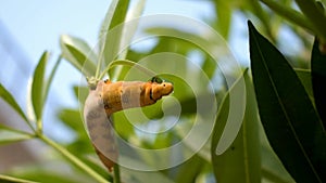 Camouflaged yellow caterpillar feasting on leaves closeup