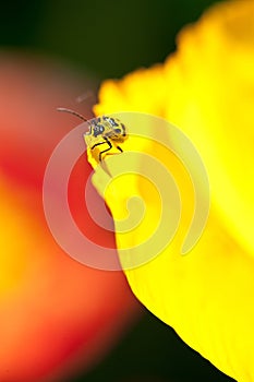 Camouflaged yellow insect photo