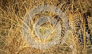 Camouflagged leopard in the bush looking for preys