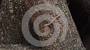 A camouflaging lizard on a tree trunk