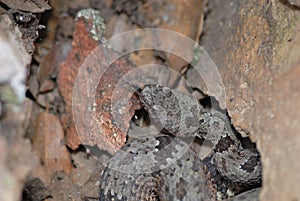 Camoulflaged Rattlesnake