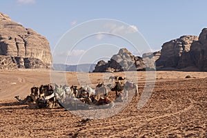 Bedouin nomads camp with camels