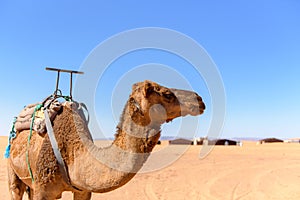 Camel in the desert of Sahara in Morocco. photo