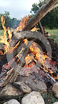 Camp fire burning. Close up view. Green grass and trees on the background.