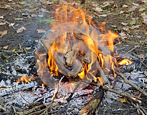 Camp fire in the forest