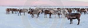 Camp of reindeers