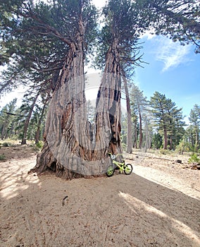 Camp Richardson south lake tahoe trail.