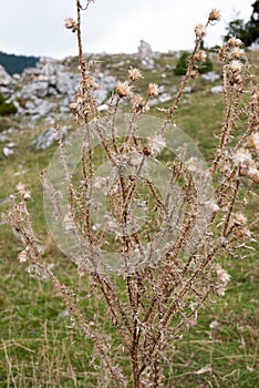 Camp thorn flower wild flower