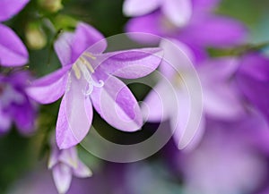 Campanella flower close up photo