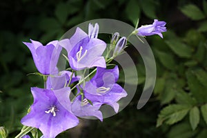 Campanula photo