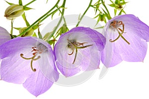 Campanula