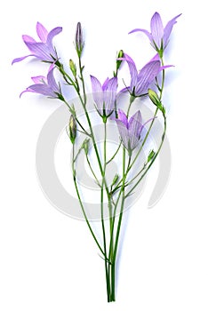 Campanula