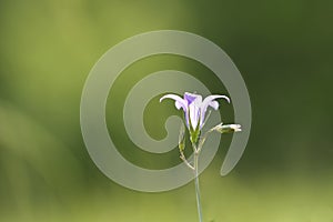 Campanula