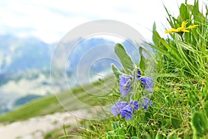 Campanula alpina bellflower photo