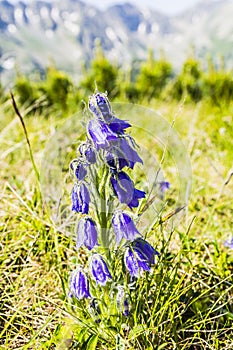 Campanula alpina Jacq..