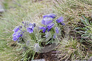 Campanula alpina, trvalka zvonek v květu v trávě, vysoké tatry, slovensko