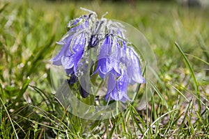 Campanula alpina, perennial bellflower in bloom in the grass, High Tatra mountains, Slovakia