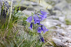 Campanula alpina, perennial bellflower in bloom in the grass, High Tatra mountains, Slovakia