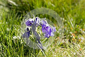 Campanula alpina, perennial bellflower in bloom in the grass, High Tatra mountains, Slovakia