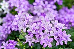 Campanula americana or American bellflower, spring lilac flower for garden and decoration photo