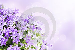 Campanula background photo