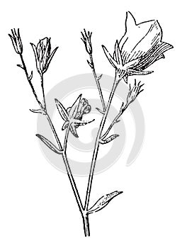 Campanula or bellflower vintage engraving