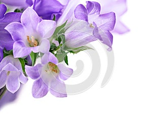 Campanula bells isolated on white