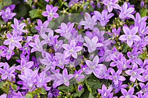 Campanula bouquet