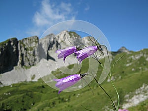 Campanula carnica in the natural landscape of Dolomites photo