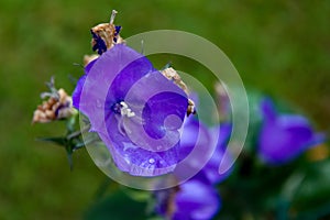 Campanula carpatica `Blaue Clips`