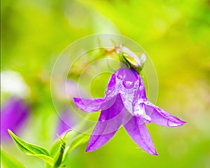 Campanula carpatica, Bluebell flower close-up with dew drops. Macrophoto. Wildlife Resilience Concept