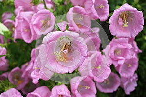 Campanula champion pink, Canterbury Bells, or Bellflower in the spring or summer garden. Close-up of bell-shaped flowers.