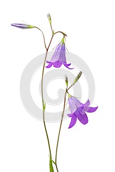 Campanula closeup photo