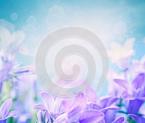 Campanula floral background photo