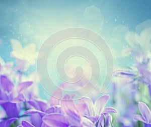 Campanula floral background photo