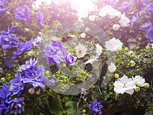 Campanula flower terry. Pots of white and blue flowers