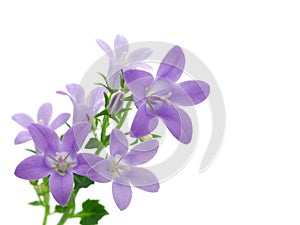 Campanula flowers